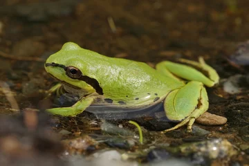 Foto auf Leinwand The Pacific tree or chorus frog, Pseudacris regilla © Henk