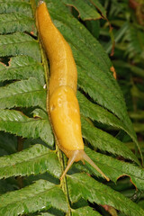 Close up of a yellow Pacific bananas lug, Ariolimax columbianus.