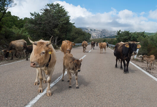 close up herd of beige brown cows with calfs walking in the middle of the asphalt road in Supramonte Mountains with green hills, limestone rocks and trees. Sardinia, Italy, summer.
