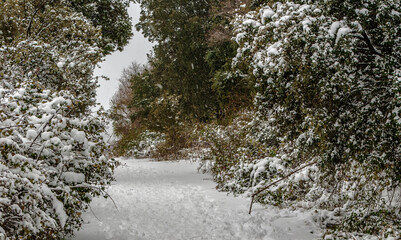 Snowy landscape after the storm Filomena, Galapagar, Madrid, Spain.
