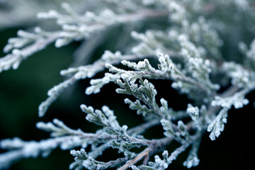 Thuja branch covered with white fresh snow