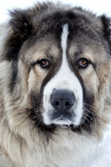 Adult Caucasian Shepherd dog