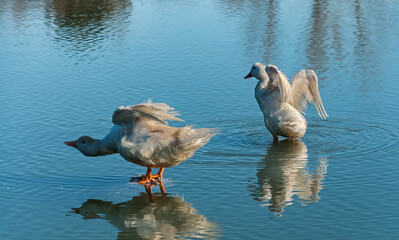 Duck pair about to start flight. Los Arroyos Reservoir, El Escorial, Spain.