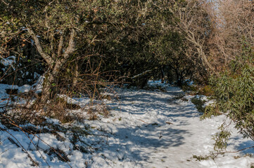 Snowy landscape after the storm Filomena, Galapagar, Madrid, Spain.