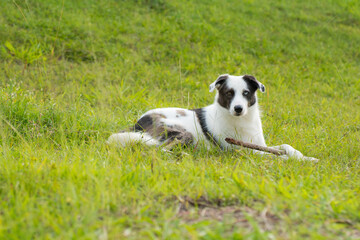Naklejka na ściany i meble photograph of a border collie with an attentive expression