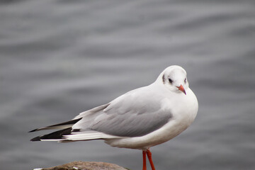 seagulls by the sea. Black Sea.