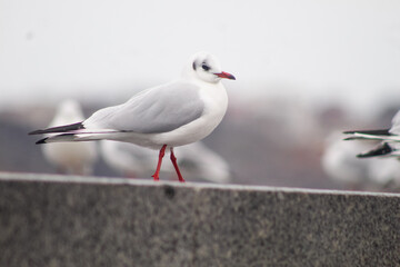 seagulls by the sea. Black Sea.