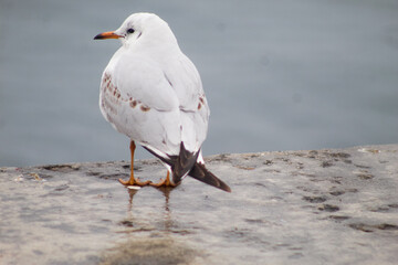 seagulls by the sea. Black Sea.