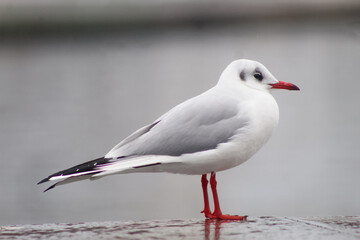 Obraz premium seagulls by the sea. Black Sea.