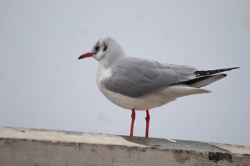 seagulls by the sea. Black Sea.