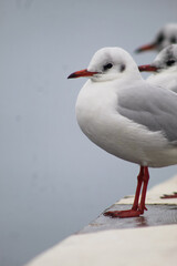 seagulls by the sea. Black Sea.