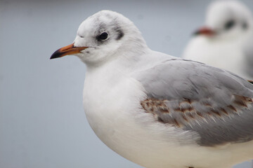 Obraz premium seagulls by the sea. Black Sea.