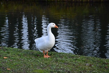 Obraz premium eine weiße Gans steht am Wasser