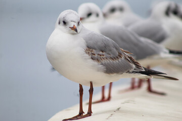 Obraz premium seagulls by the sea. Black Sea.