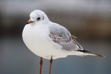 seagulls by the sea. Black Sea.