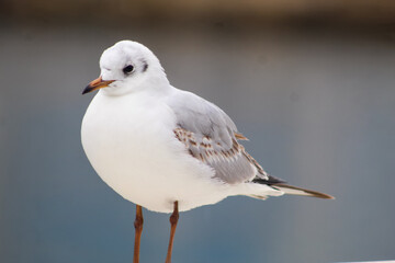 seagulls by the sea. Black Sea.