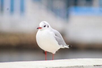 seagulls by the sea. Black Sea.