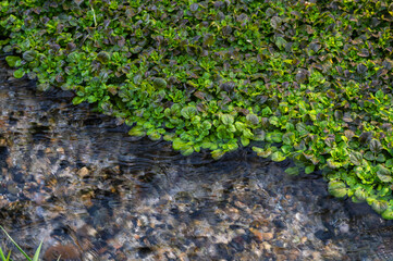 湧き水の川のクレソン