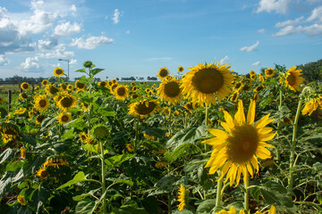 Sunflowers field in the state of Mato Grosso do Sul, Brazil
