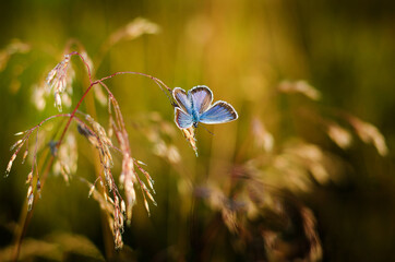 niebieski motyl na łące