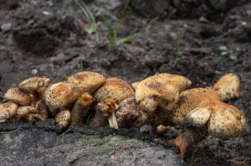 inedible mushrooms  in the forest 