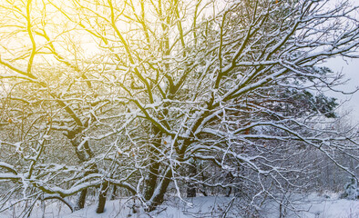 winter snowbound forest in a light of sun