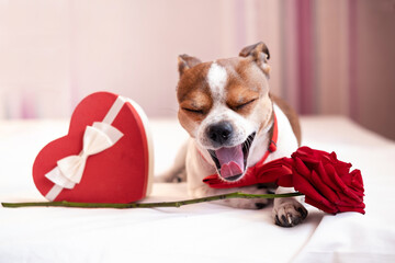 smile chihuahua dog with red heart gift box in bow tie lying in bed. valentine.