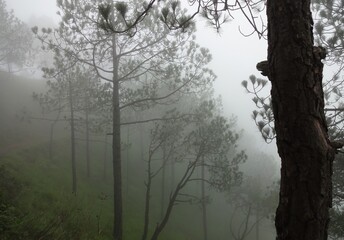 Obraz na płótnie Canvas misty morning in the mountains