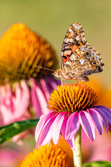 Painted Lady butterfly perched on purple coneflower on sunny summer day