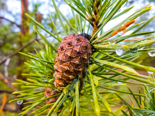 closeup cone on the pine tree branch, natural outdoor background