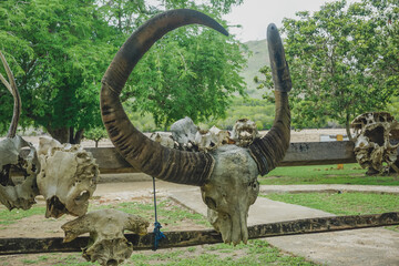 Obraz premium Skulls of horned animals in Komodo Park on Rinca Island in Indonesia