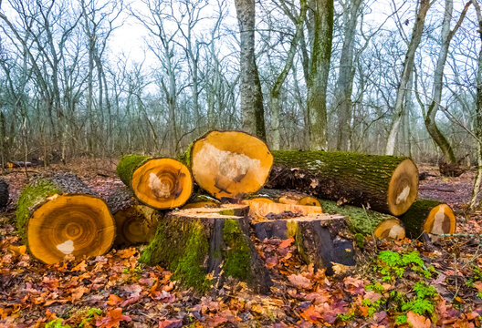 closeup heap of tree trunk in the forest, deforestration ecological background