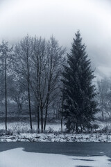 Trees on a foggy and snowy morning in Franconia, Germany.