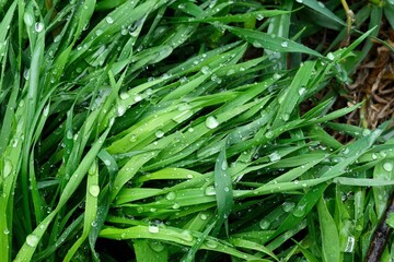 Green spring grass covered with raindrops. Spring background. Green background.