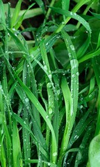 Fototapeta premium Green spring grass covered with raindrops. Spring background. Green background.