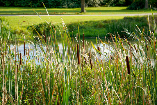 Landscape of rogoz near the river under the sunlight