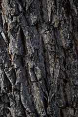 Corteza de árbol, textura, fondo