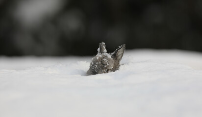little gray bunny in winter