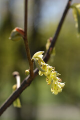 Winter hazel