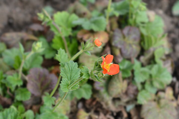 Avens Feuermeer