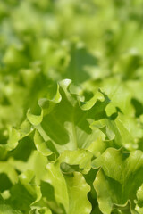 Garden lettuce