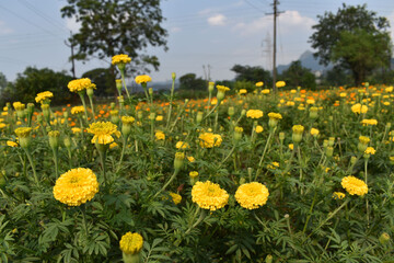 Marigold flower farm with beautiful bloom in Pune