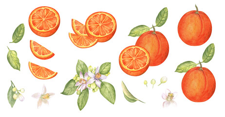 Set of oranges, orange slices and orange blossom on white isolated background. Watercolor hand drawn illustration.	
