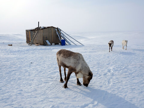 Ethnography. Modern house of shepherds. Sled, deer beyond the Arctic Circle