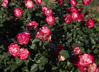 Roses spring blooming in the park. Rosa Jubile du prince de Monaco flower bed. Flowers of fuchsia...