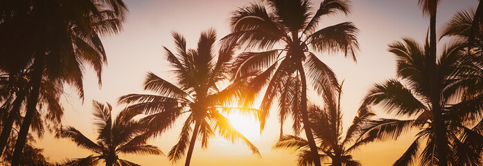 sunset over silhouette of palm trees