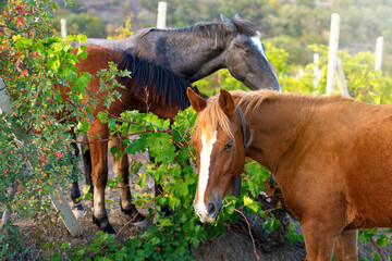 Three  horses  eating grape leaves  in  grapeyard   in mountains