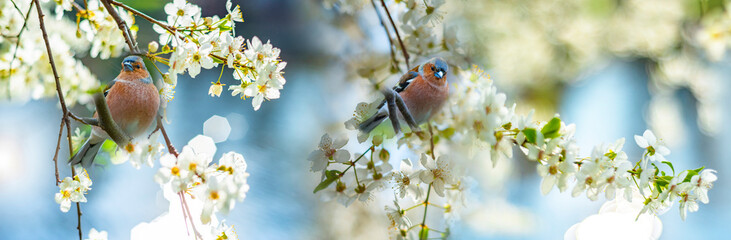 Chaffinch (Fringilla coelebs) birds close up in a forest