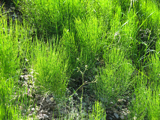 field horsetail grows luxuriantly in summer with lush panicles