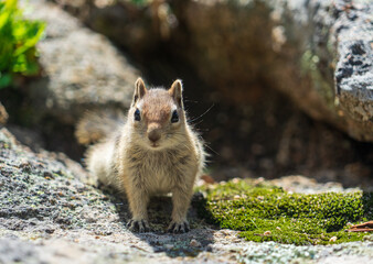 Chipmunk